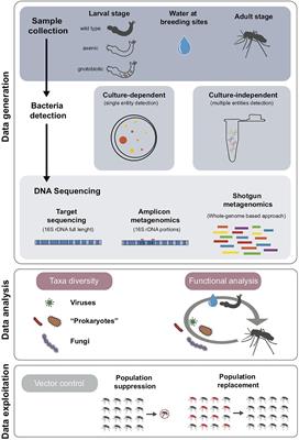 Aedes spp. and Their Microbiota: A Review